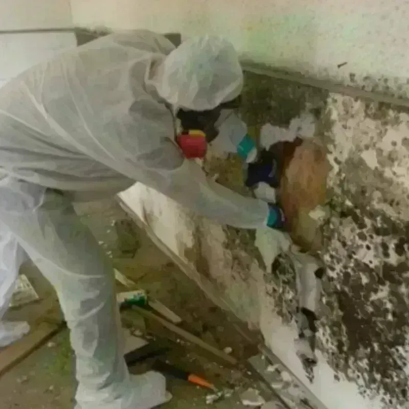 Mold Remediation and Removal in Hale County, TX